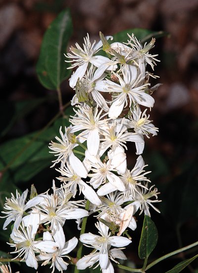 Sortie botanique : "Sauvages de ma rue"_Nîmes