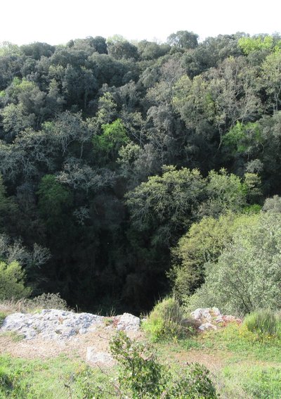 Balade à la découverte des plantes sauvages comestibles autour du gouffre des Espélugues_Dions