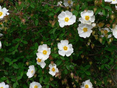 Ciste à feuilles de sauge