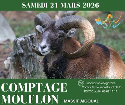 Comptage de l'espèce mouflon_Valleraugue