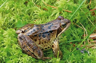 Grenouille rousse