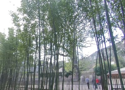 Le Chêne des Canaries_Anduze