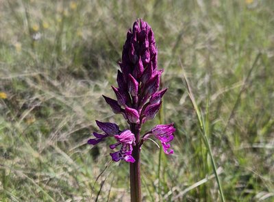 orchis sauvage -orchis militaire
