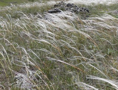Stipa pennata