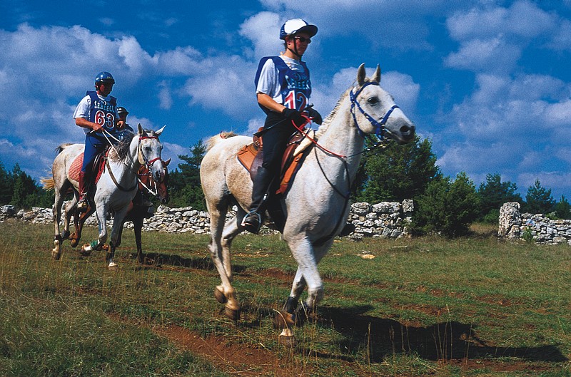 Course d'endurance équestre