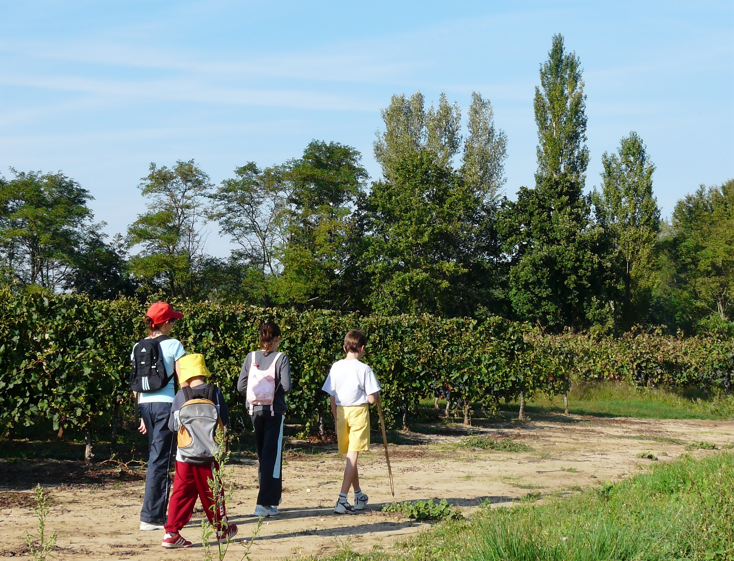 Rando dans les vignes