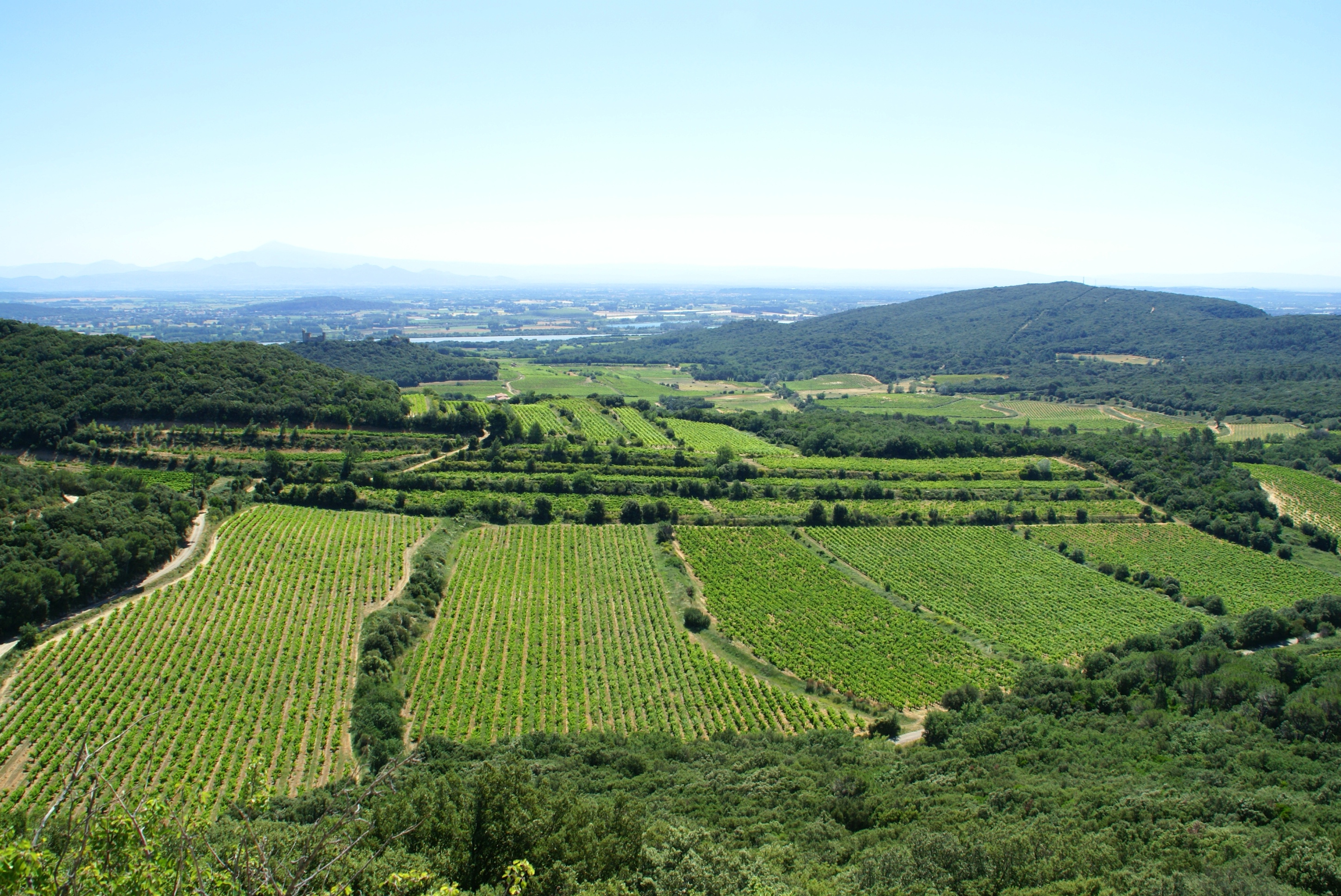 Panorama sur le vignoble